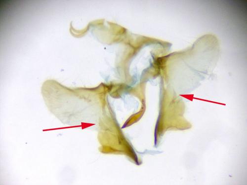 Aethes margarotana